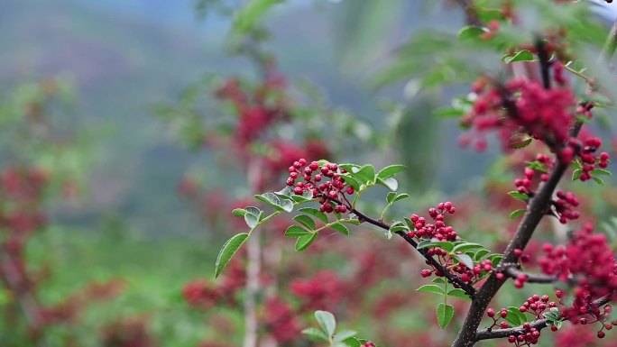 汉源花椒红花椒鲜花椒成熟丰收花椒采摘