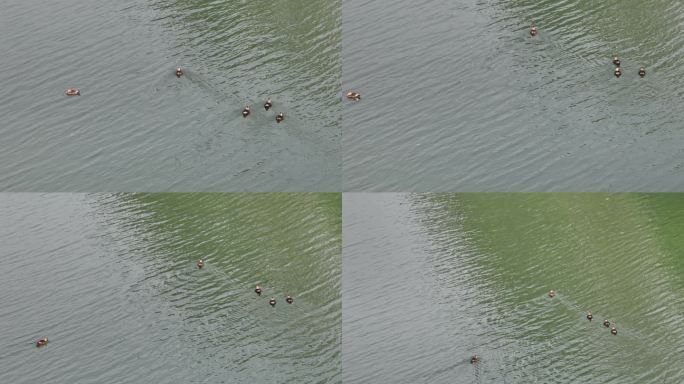 航拍襄阳汉江国家湿地公园斑嘴鸭野生动物