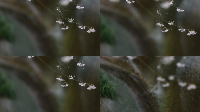 江南浙江春天野樱花特写黑色背景水墨中国风