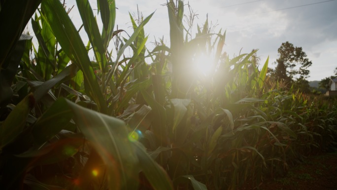 【4K最新】阳光下的玉米地
