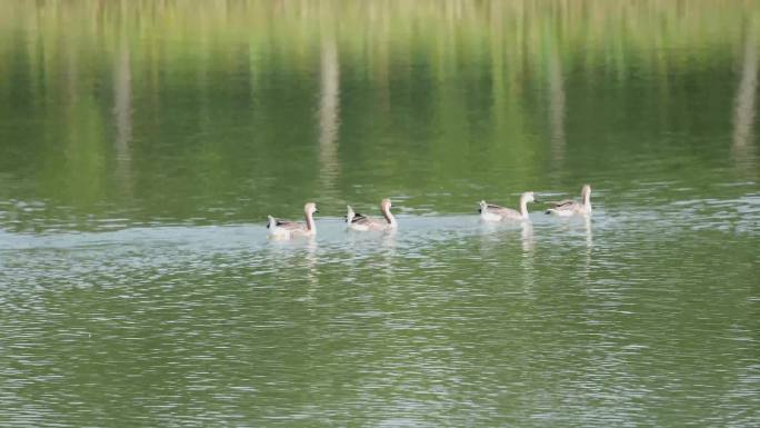 一排鸭子游过水面