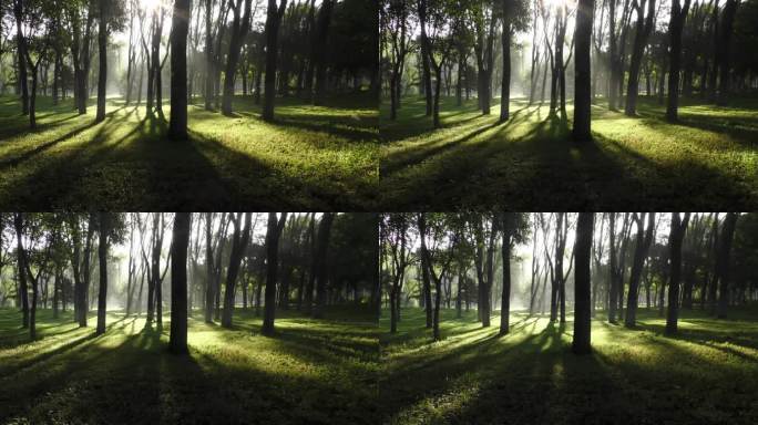 树林光影阳光树林绿色自然意境自然生态夏天
