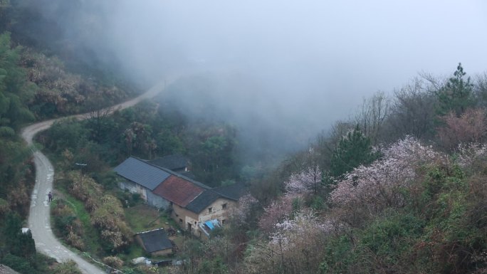 浙江山区山村山路野花野樱花农房仙境安静