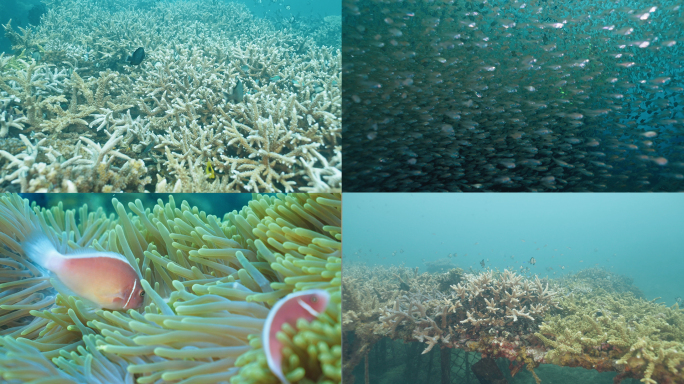 海底世界水下摄影珊瑚小丑鱼鱼群