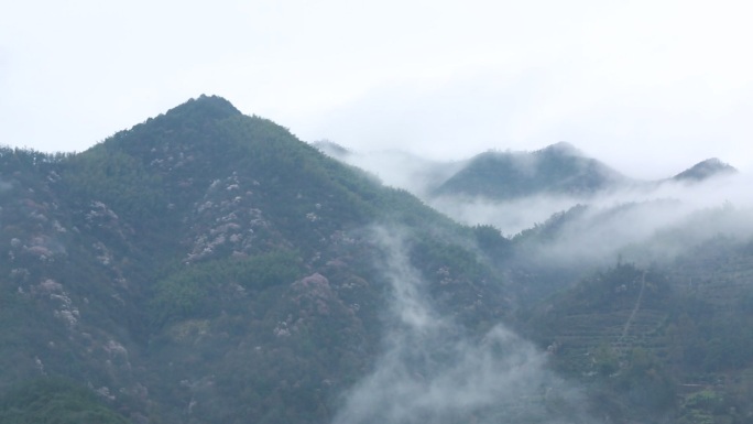 浙江山区春天云雾野花野樱花水墨山涧