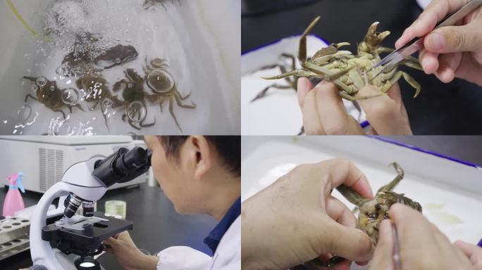 螃蟹养殖实验课-大学生螃蟹养殖实验室