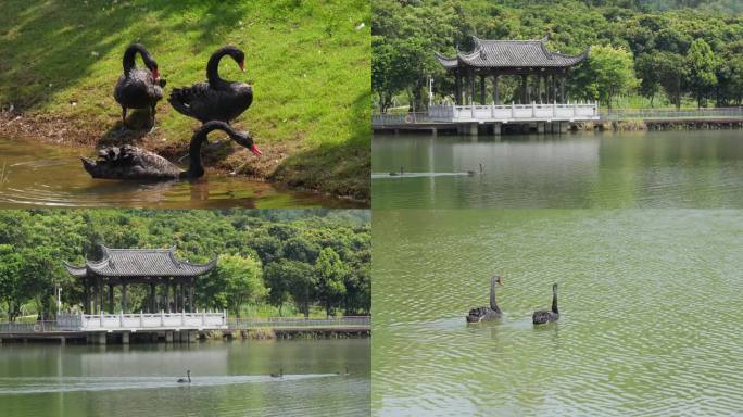 黑天鹅 湖水  亭子