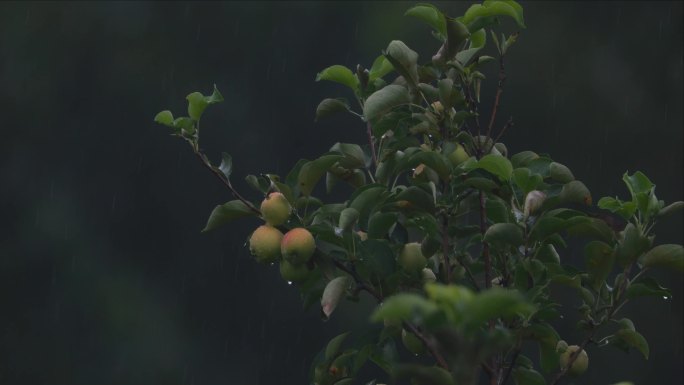 下雨天的苹果林