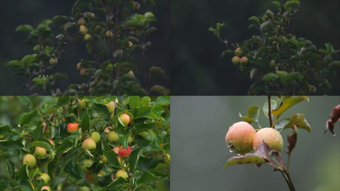 下雨天的苹果林