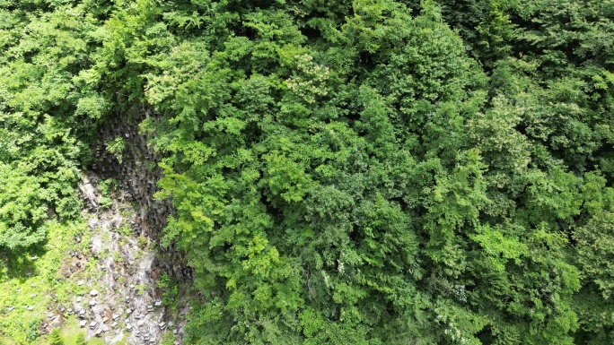 湖北神农架5A景区官门山蜂箱