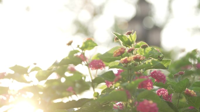 建筑与花草