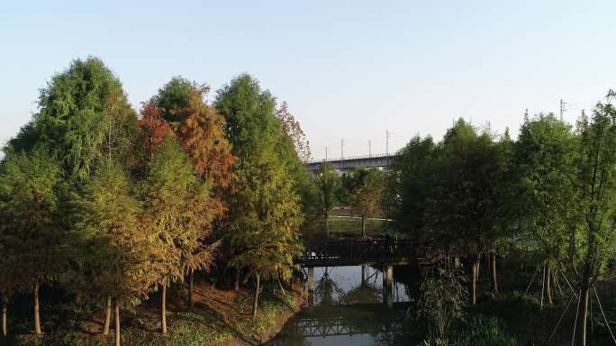 宁波植物园水上森林水杉航拍