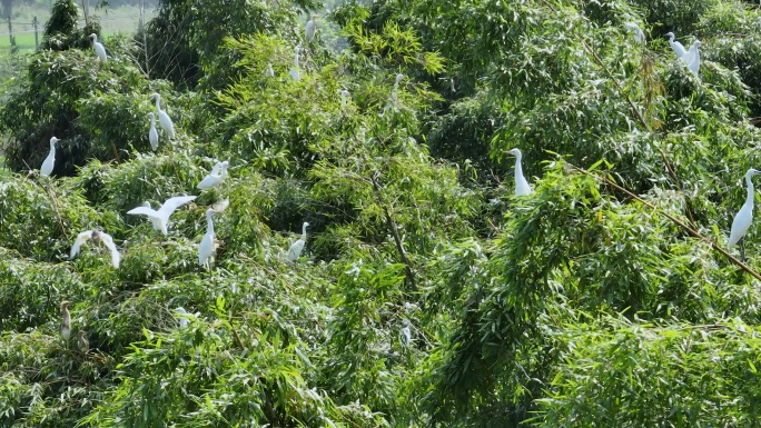 大群白鹭栖息航拍特写乡村振兴农村生态竹林