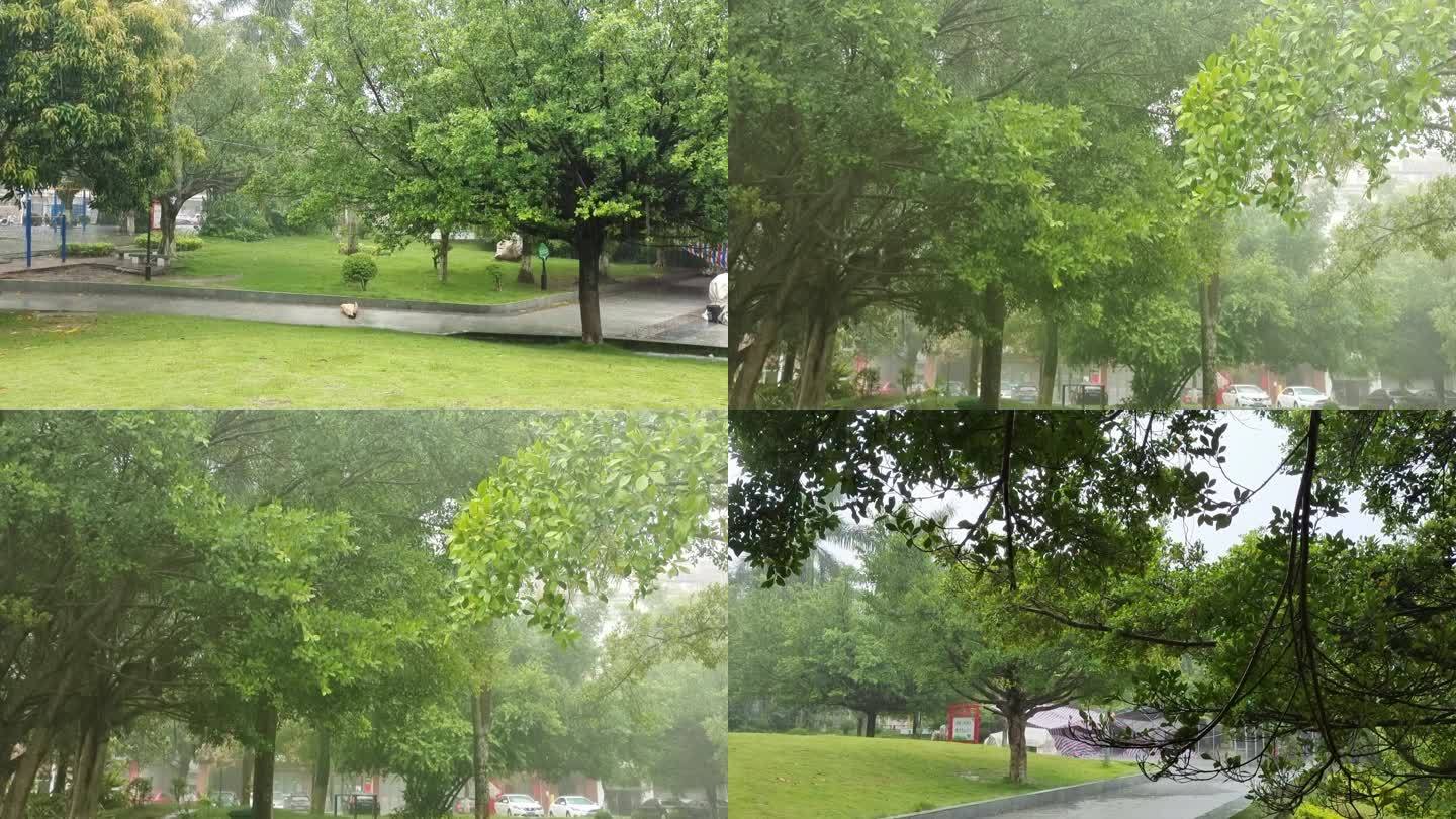 下雨中雨大雨雨淋绿树风吹绿树雨水雨滴雨丝
