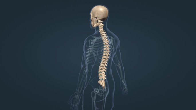 医学人体骨架骨科脊柱脊椎胸椎颅骨三维动画
