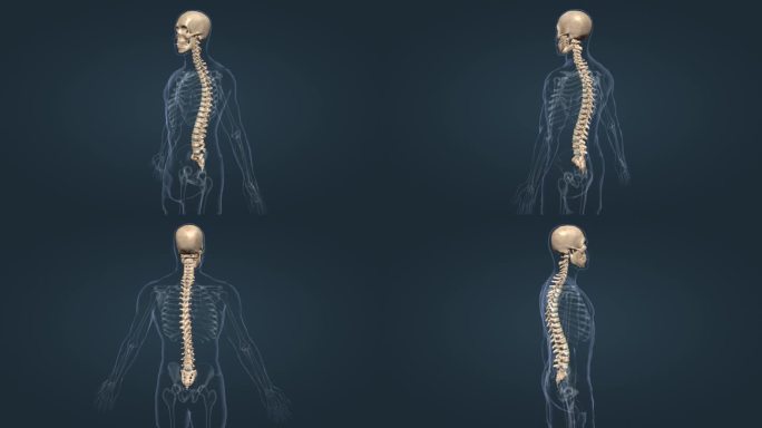 医学人体骨架骨科脊柱脊椎胸椎颅骨三维动画