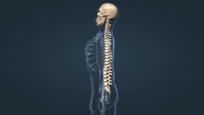 医学人体器官骨骼脊椎平背医学特效三维动画