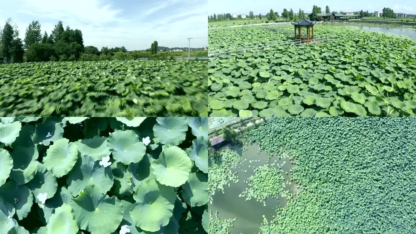 绿色荷叶荷花生态系统新农村建设航拍