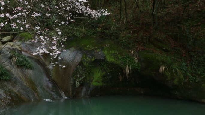 浙江春天野樱花清澈溪水山水水潭安静清净