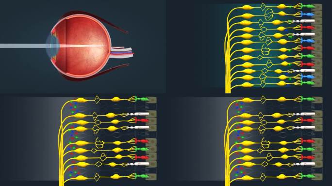 医学人体眼睛色觉缺陷视网膜巩膜视神经动画
