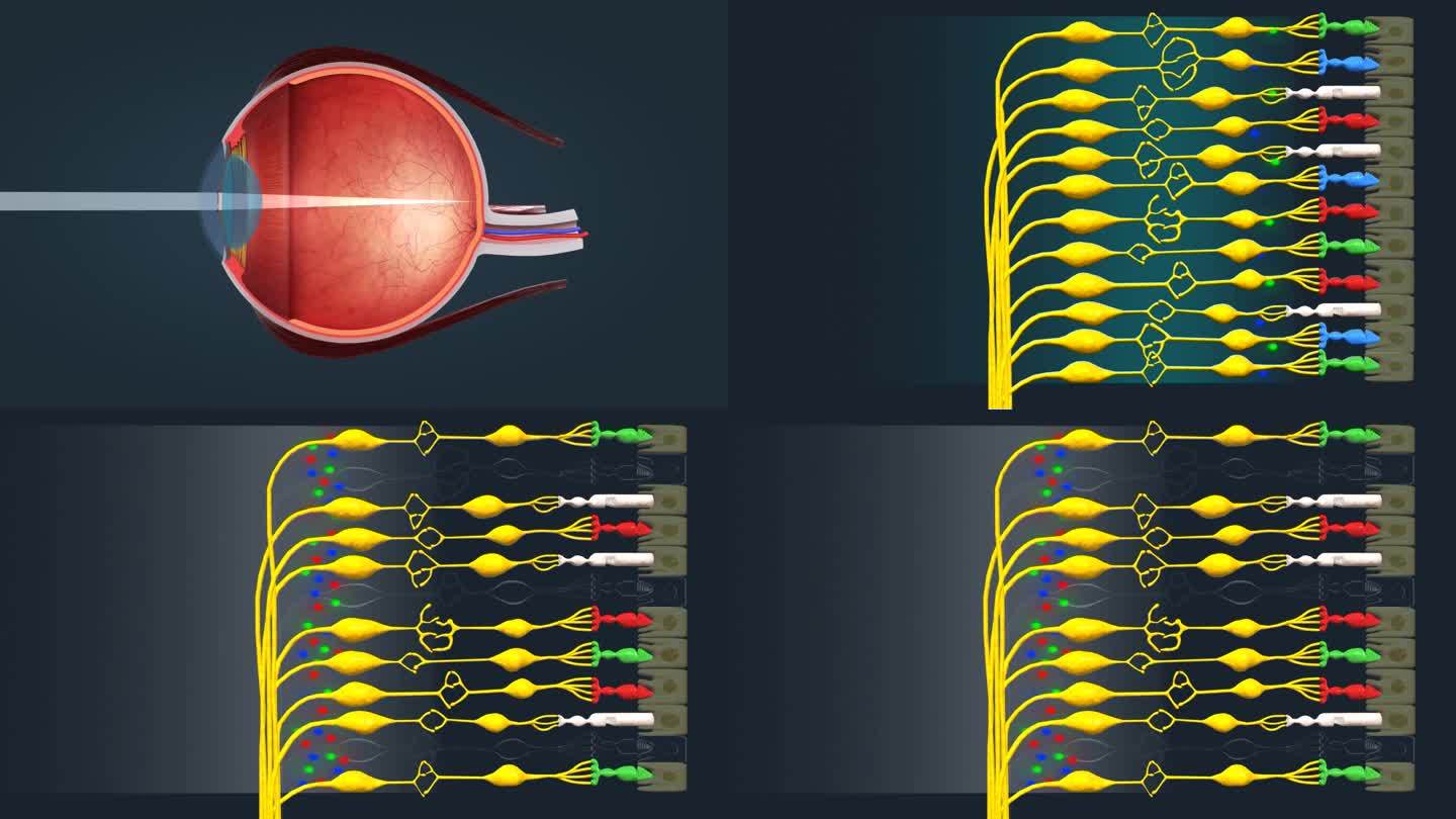 医学人体眼睛色觉缺陷视网膜巩膜视神经动画