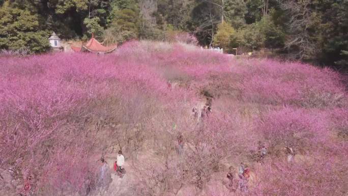 航拍福州鼓山相怀梅园梅花盛开（未调色）