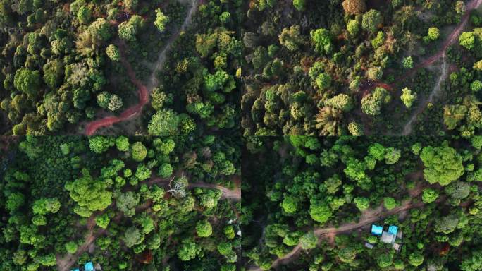 【4k】原始森林航拍采茶工骑车