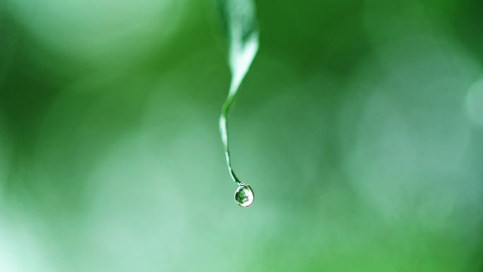 立秋细雨柳叶摆动-雨中柳树雨滴