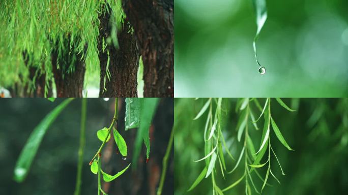 立秋细雨柳叶摆动-雨中柳树雨滴