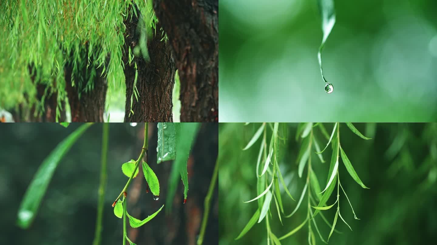 立秋细雨柳叶摆动-雨中柳树雨滴