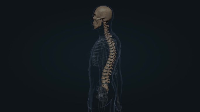 医学人体骨骼脊椎脊柱前凸后突侧弯疾病动画