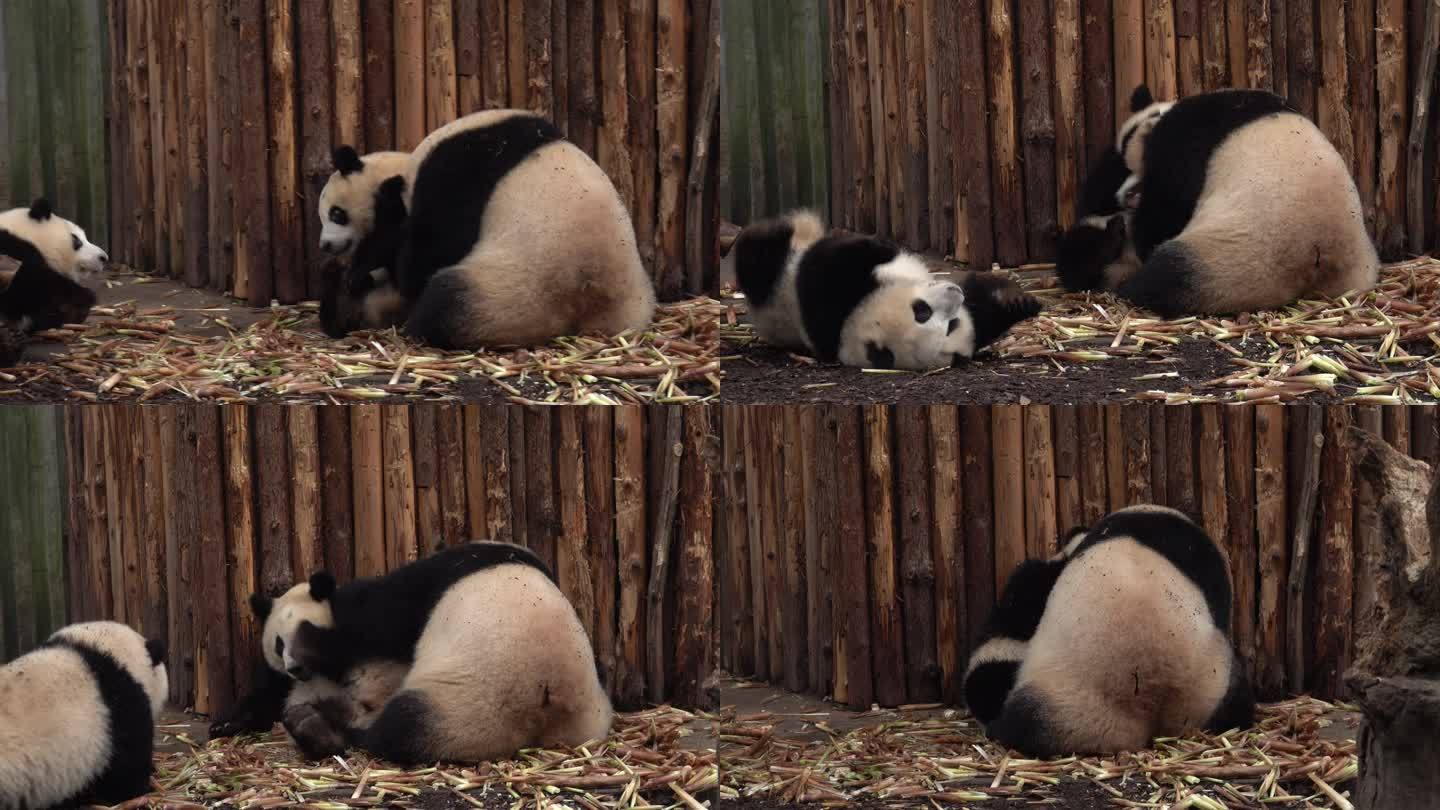 熊猫教子