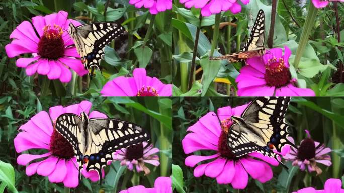 花与蝴蝶实拍素材2