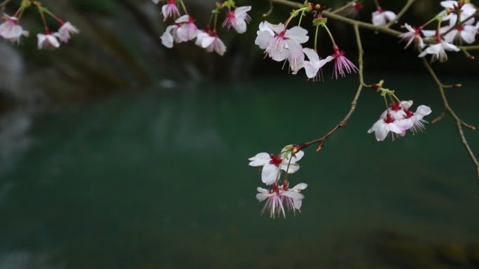 浙江春天山区野樱花特写清澈溪水潭水自然