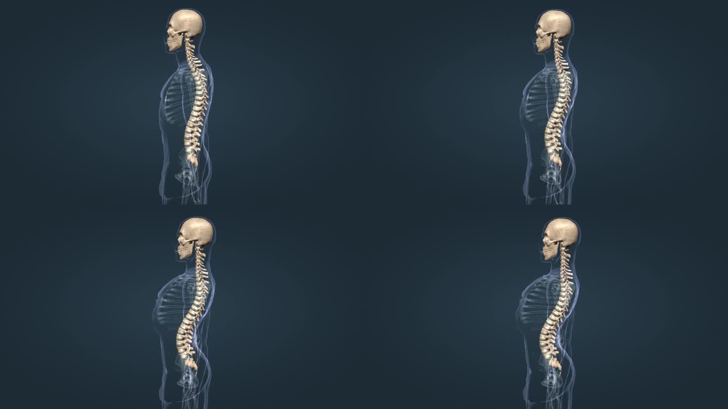 人体骨骼骨科脊椎前凸脊柱的疾病三维动画