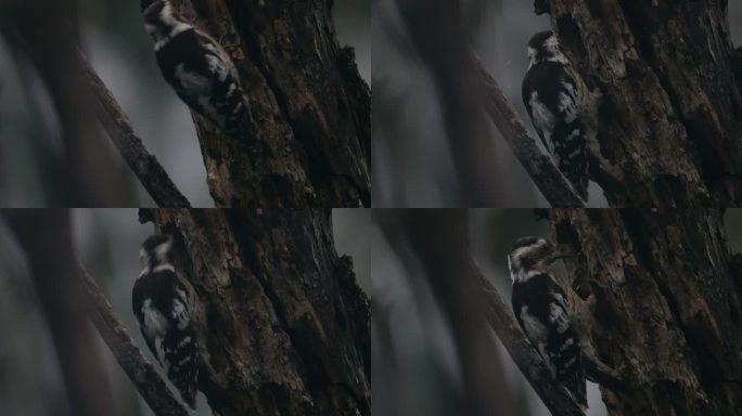 [4K原创]枯树上的啄木鸟