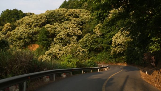 浙江诸暨农村公路道路穿过板栗山板栗树开花