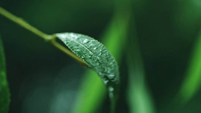 立秋细雨绵绵-唯美柳树叶雨滴