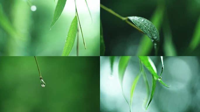 立秋细雨绵绵-唯美柳树叶雨滴