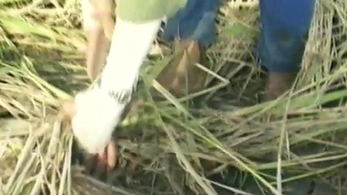 90年代农业水稻大米农田农作物