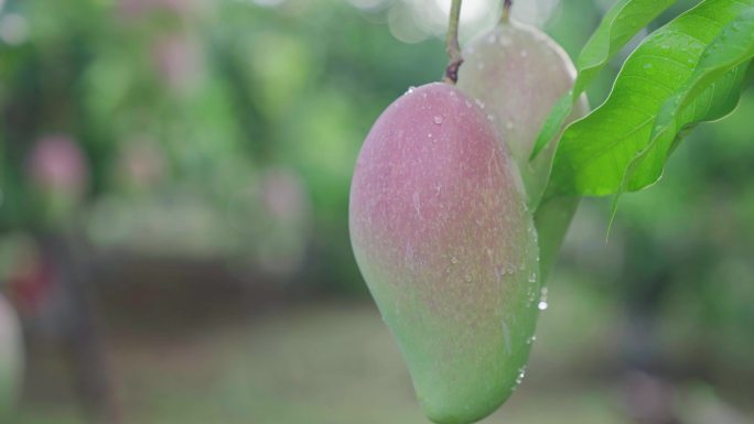 热带新鲜阳光芒果树芒果