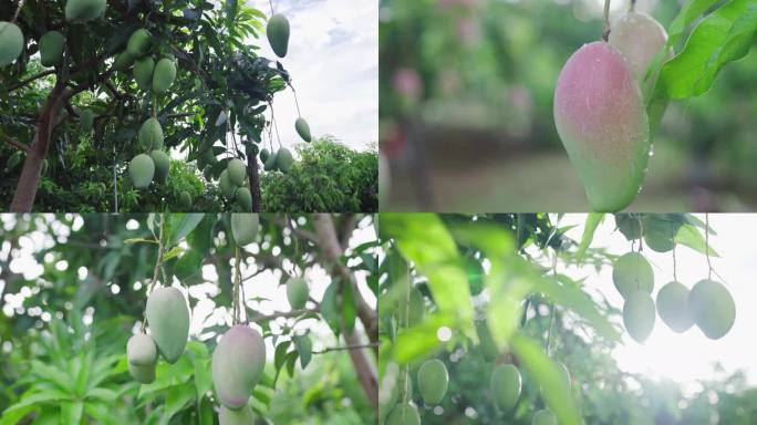 热带新鲜阳光芒果树芒果