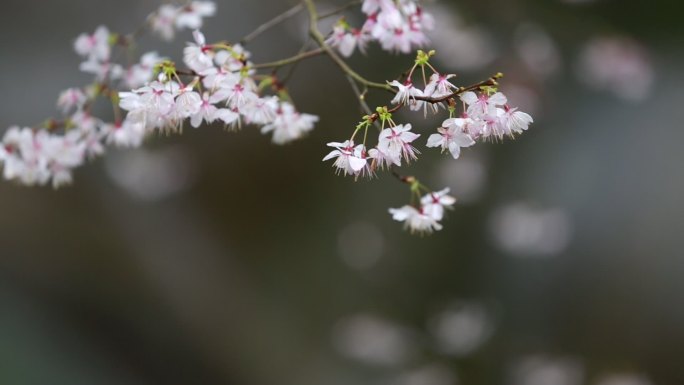 浙江春天山区野樱花开花特写水墨自然生态