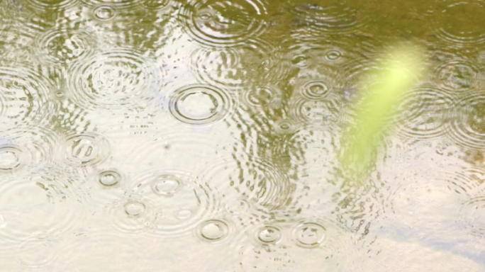 升格小雨 雨滴水面 水滴涟漪