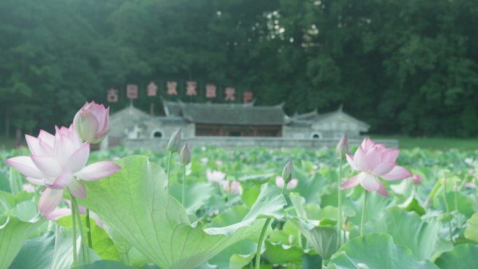 古田会议会址荷花