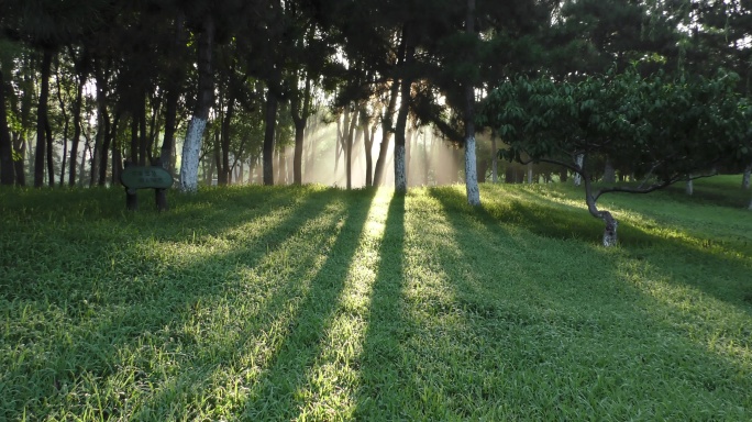 夏天光影树林生态城市清新自然柳树成荫光影