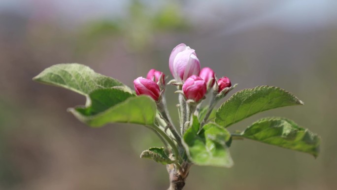 苹果花素材