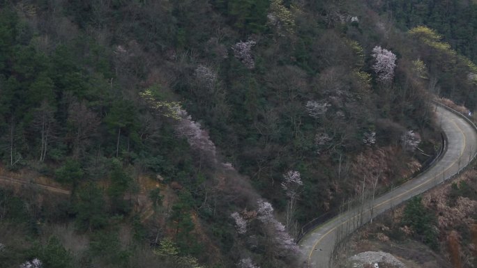 浙江山区春天野樱花檫树道路山路交通东白山