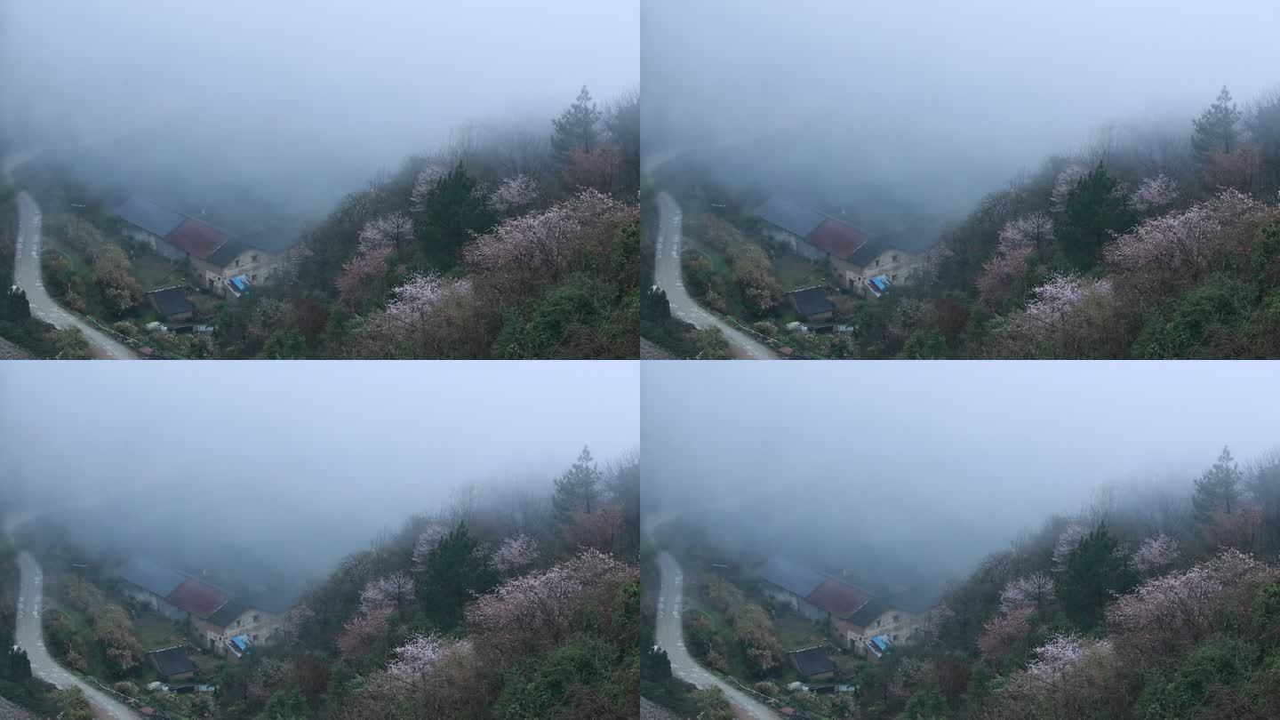 浙江山区春天野花云雾山路山村仙境安静隐居