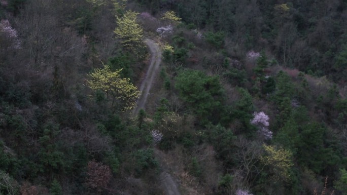 浙江山区春天野樱花檫树花道路山路交通山村